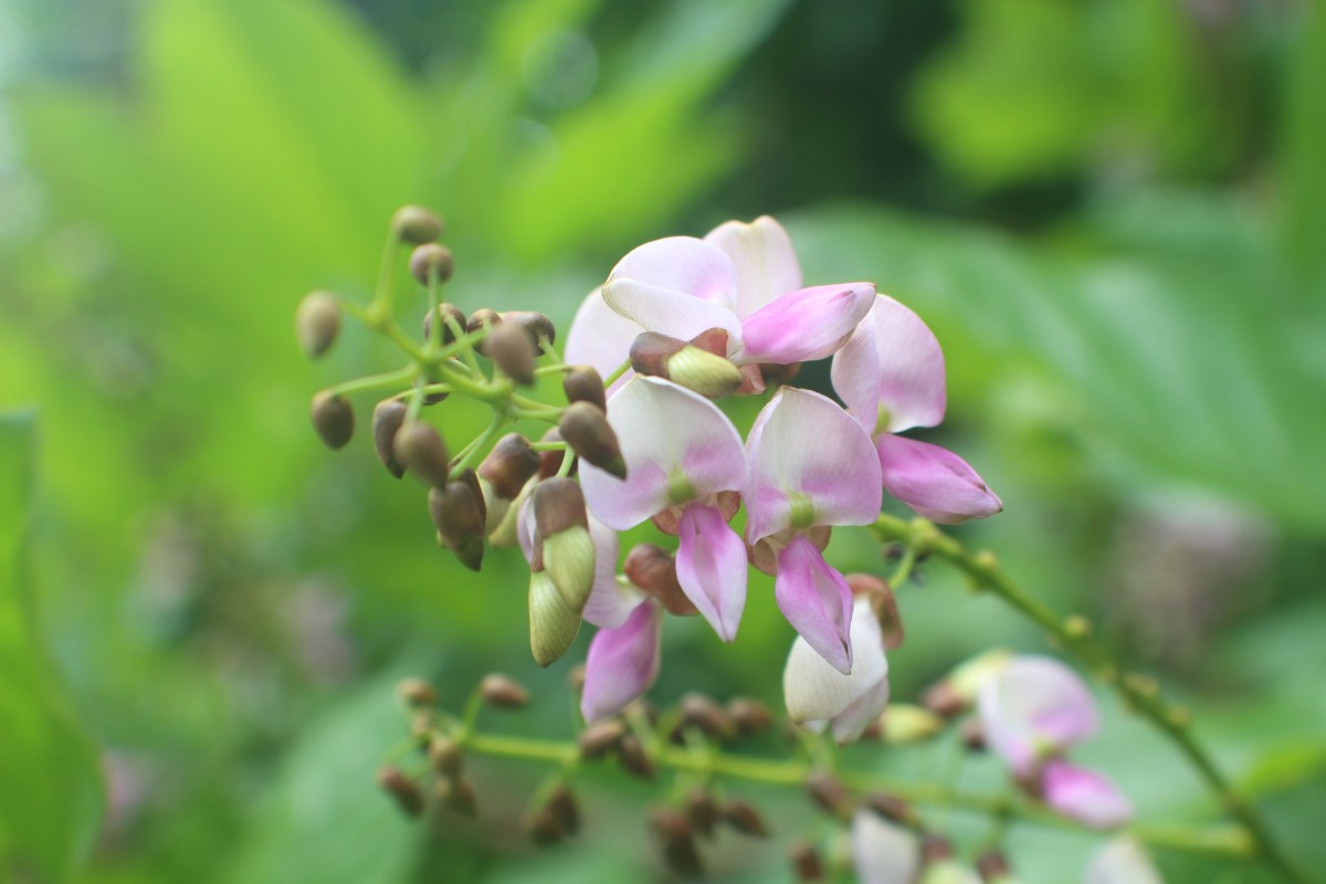 Pongamia pinnata (L.) Pierre